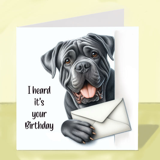 Cane Corso - Birthday Card