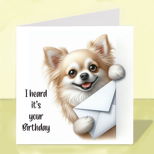 Longhaired Chihuahua - Birthday Card